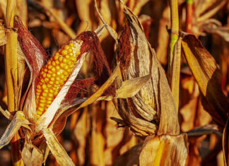 Sukces w uprawie kukurydzy