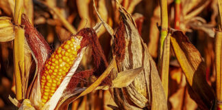 Sukces w uprawie kukurydzy