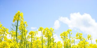 Kto może być przedstawicielem podatkowym?