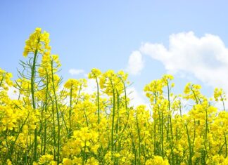 Kto może być przedstawicielem podatkowym? Kto może być przedstawicielem podatkowym?