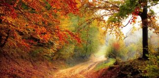 W którym roku weszła nowa podstawa programowa?