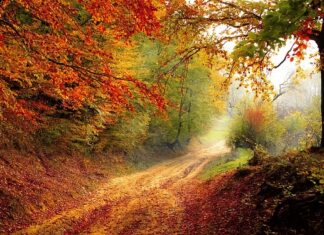 W którym roku weszła nowa podstawa programowa?