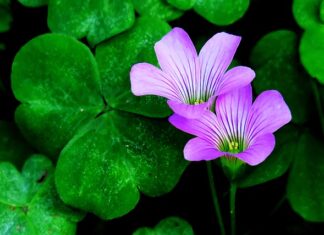 Jak przyciągnąć kogoś do siebie myślami?