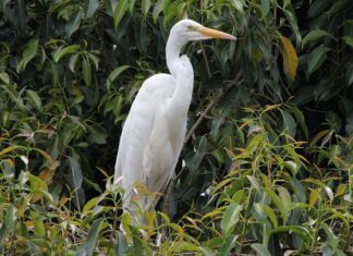 Dlaczego lubię mieszkać w Polsce?