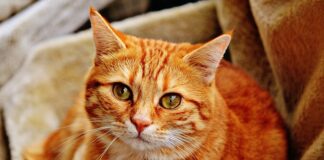 Czy Rudy był odważny?