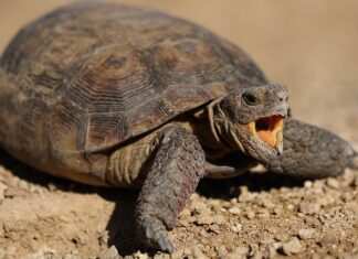 Jak cofnąć aktualizację iOS 16?