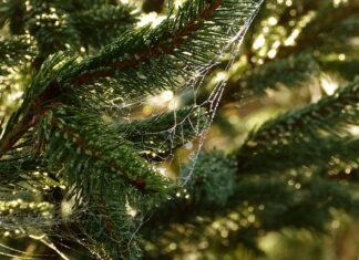 Jakie są potrzeby uznania i szacunku? Jakie są potrzeby uznania i szacunku?