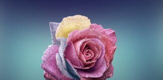 Czym się różni Wopfu od Ipetu?