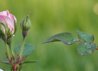 Na czym polega samorealizacja? Na czym polega samorealizacja?