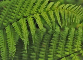 Jak wdrożyć program autorski w szkole?