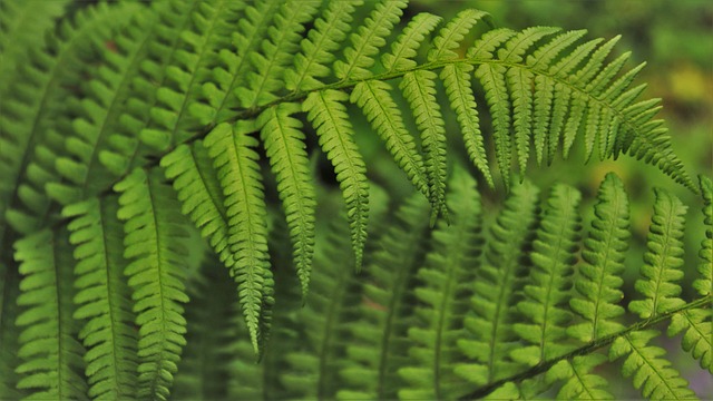 Jak wdrożyć program autorski w szkole? Jak wdrożyć program autorski w szkole?