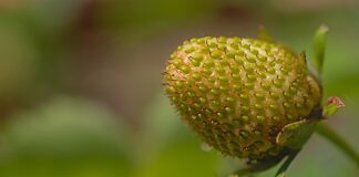 Kiedy osiąga się dojrzałość emocjonalną?