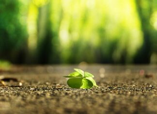 Co powinien zawierać program własny?